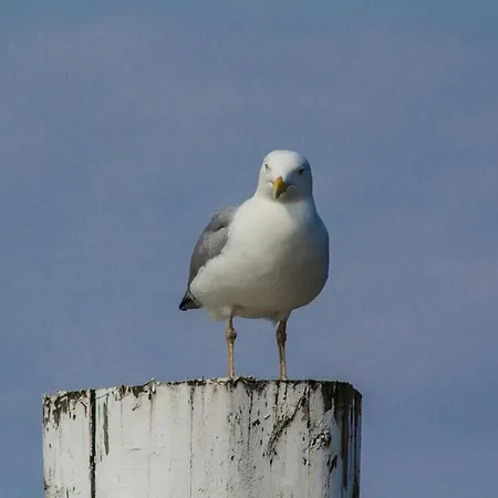 Penthuus Modern Retreat Semesterbostad